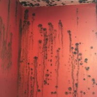 mold in building on wall